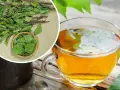 Aromatyczna herbata z liści brzozy w szklanej filiżance, obok suszone liście i gałązki.
