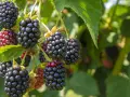 Jeżyny są zdrowe! Wskazują na to liczne korzyści: pomoc w przeziębieniu, zapobieganie nowotworom, wsparcie krążenia, ochrona oczu i regulacja cukru. #CzasJeżyn