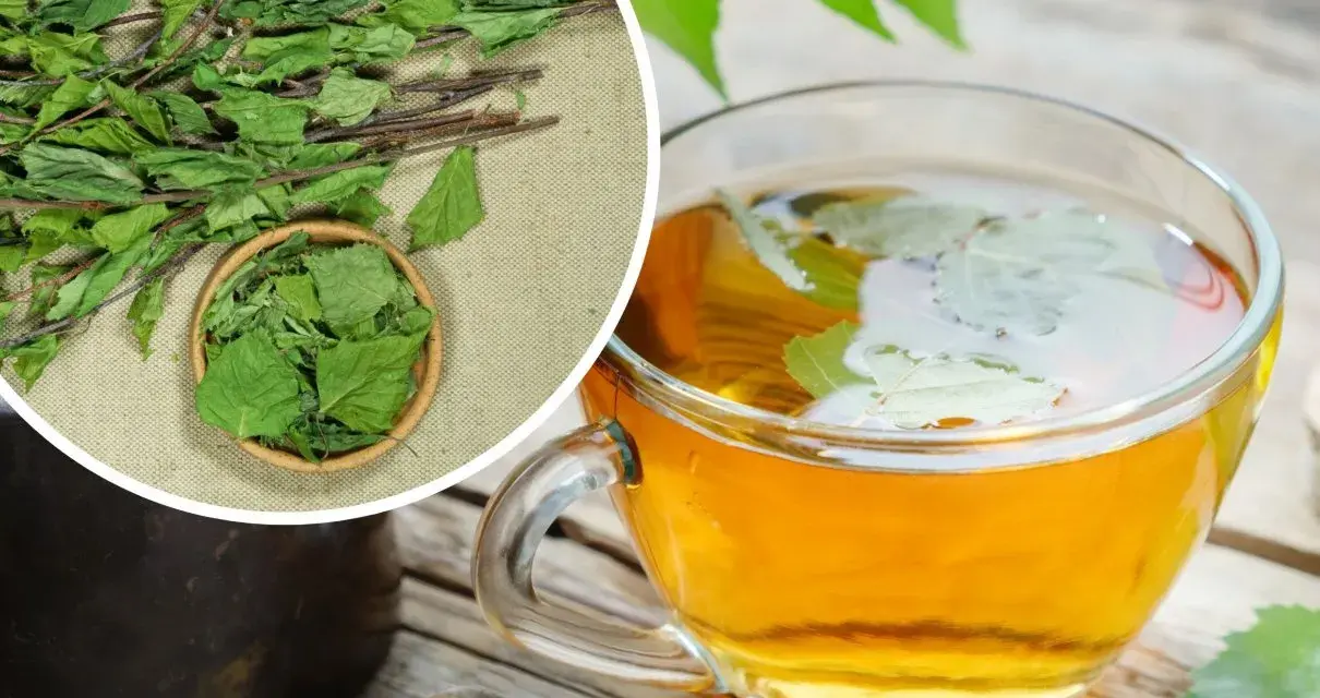 Aromatyczna herbata z liści brzozy w szklanej filiżance, obok suszone liście i gałązki.