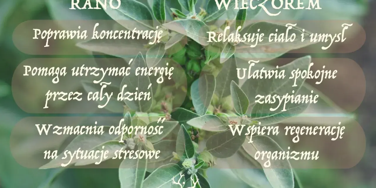 Ashwagandha: rano dla koncentracji i energii, wieczorem dla relaksu i snu. Kiedy brać? Zależy od Twoich potrzeb!