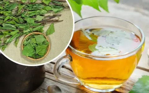 Aromatyczna herbata z liści brzozy w szklanej filiżance, obok suszone liście i gałązki.