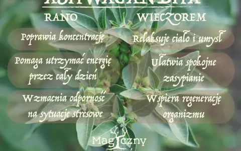 Ashwagandha: rano dla koncentracji i energii, wieczorem dla relaksu i snu. Kiedy brać? Zależy od Twoich potrzeb!