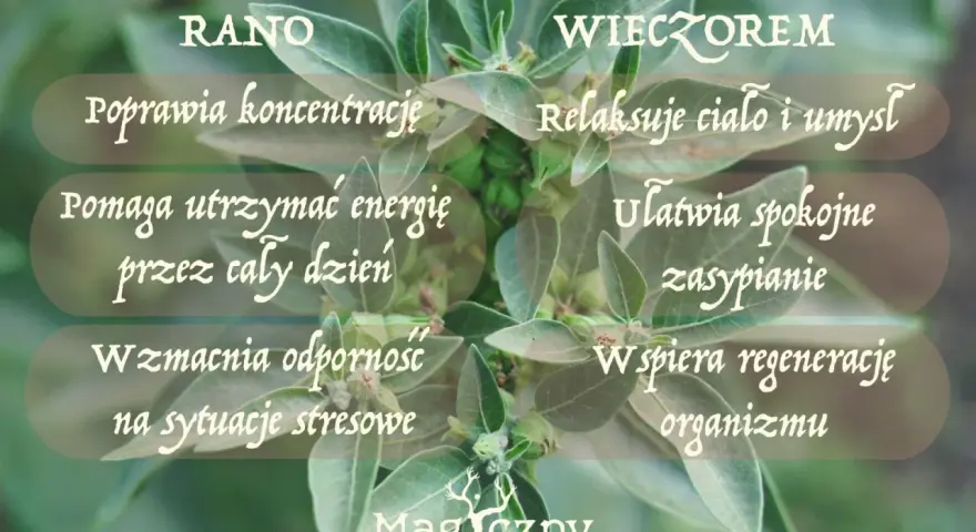 Ashwagandha: rano dla koncentracji i energii, wieczorem dla relaksu i snu. Kiedy brać? Zależy od Twoich potrzeb!