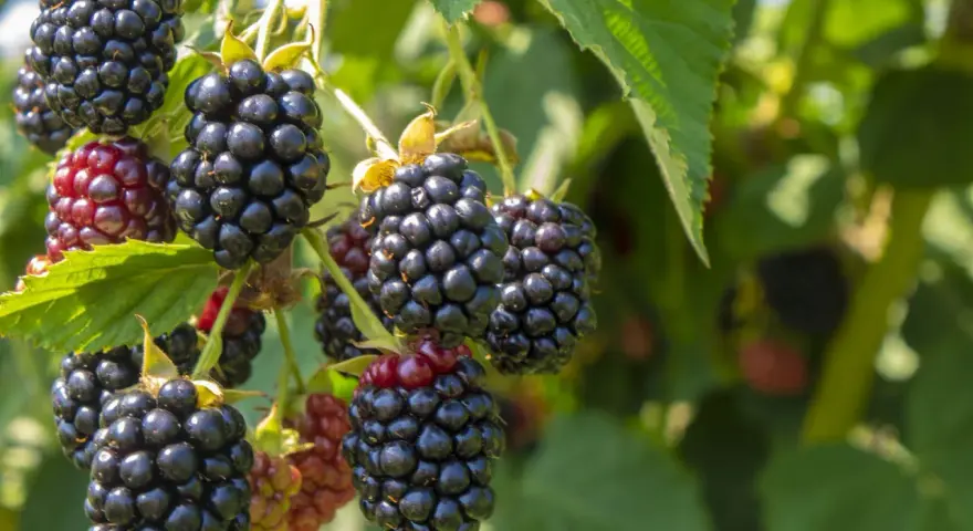 Jeżyny są zdrowe! Wskazują na to liczne korzyści: pomoc w przeziębieniu, zapobieganie nowotworom, wsparcie krążenia, ochrona oczu i regulacja cukru. #CzasJeżyn