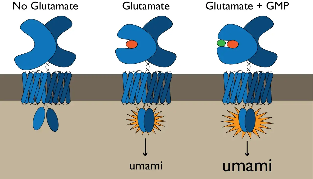 Schemat pokazuje, jak glutaminian i nukleotydy (np. GMP) aktywują receptory smaku umami.